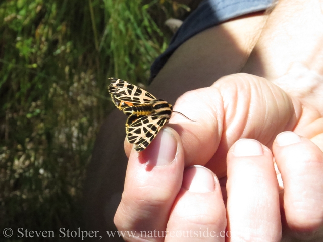 Tiger Moth Arctiidae