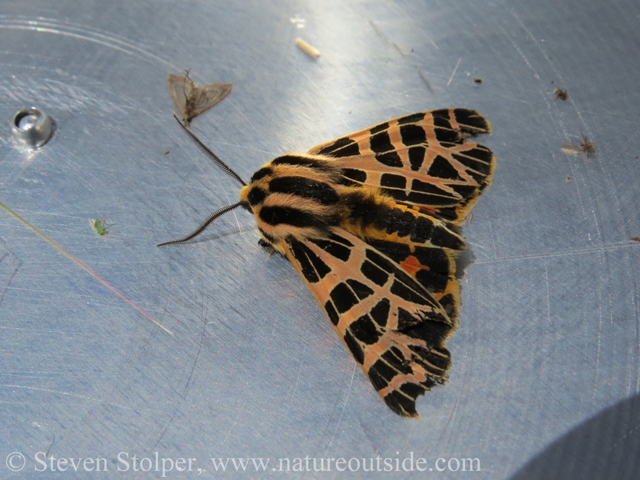 tiger moth