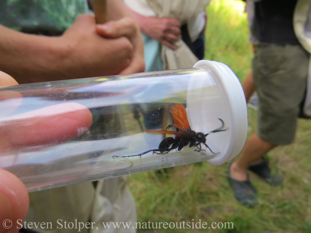 spider wasp - tarantula hawk