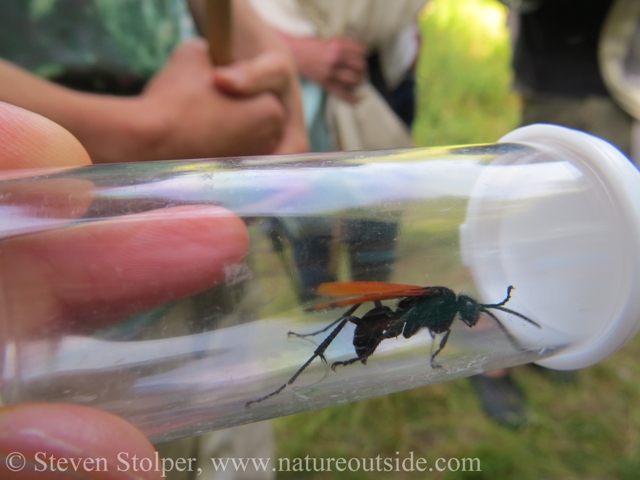 spider wasp - tarantula hawk