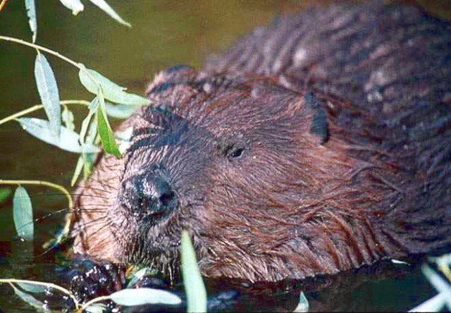 Beaver up close. Photo courtesy of www.wpclipart.com