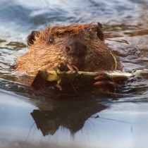 beaver