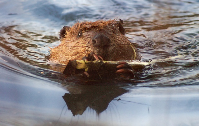 beaver