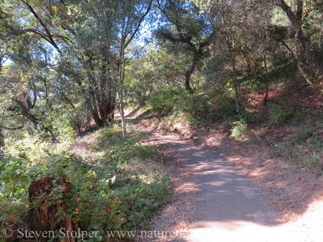 trail into forest