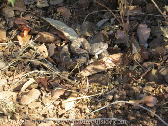 Rattlesnake is alert. Sizing up the situation.