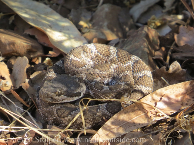 rattle snake camouflaged