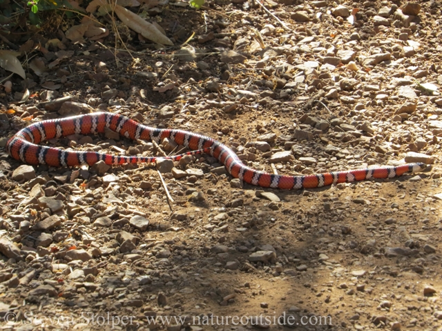 Coast Mountain Kingsnake in the open