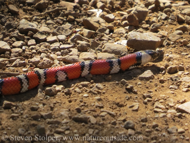 Coast Mountain Kingsnake