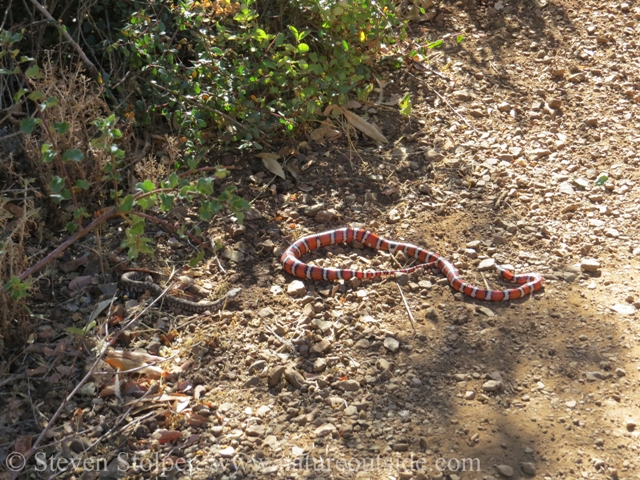 Kingsnake and rattlesnake