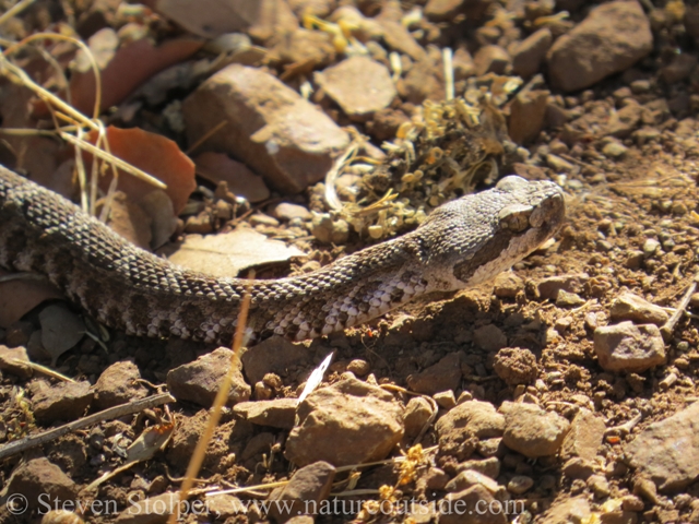 Northern Pacific Rattlesnake (Crotalus oreganus oreganus) 