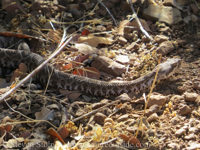 Northern Pacific Rattlesname