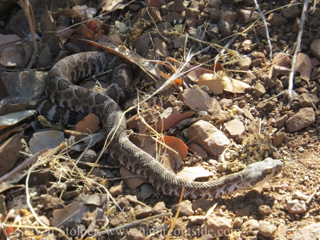 The Northern Pacific Rattlesnake is a "heavy bodied" snake