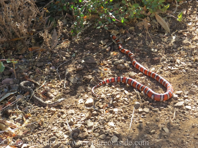 Kingsnake moves slowly toward cover