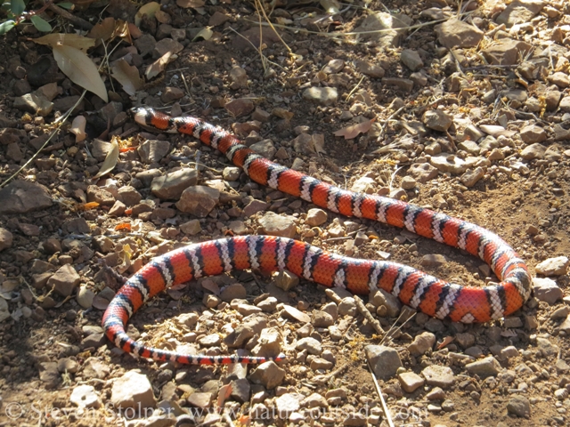 Kingsnake leaving