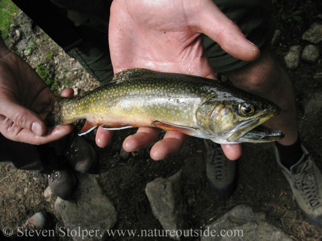 brook trout