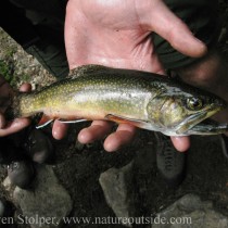 brook trout