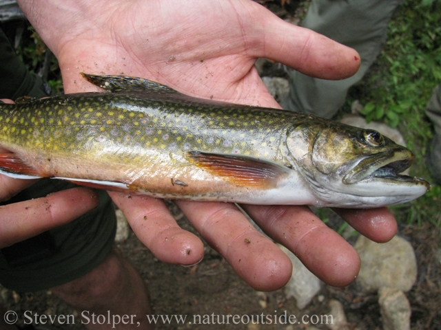 Brook trout are an invasive introduced in 1871