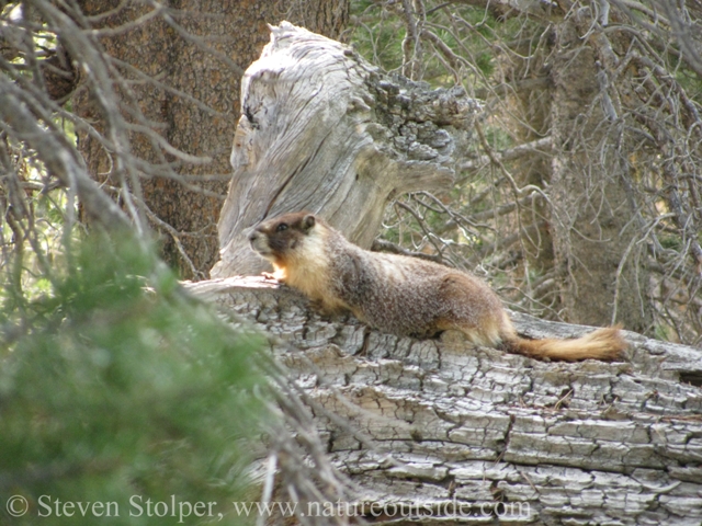 Yellow Bellied Marmot