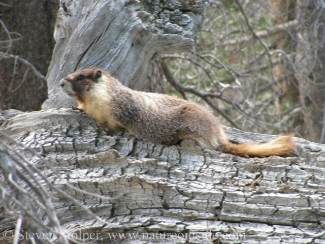 Yellow bellied marmot