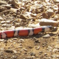 Coast Mountain Kingsnake (Lampropeltis zonata multifasciata)