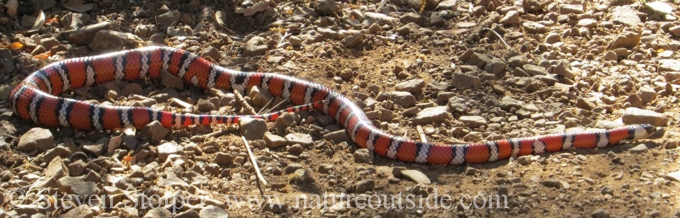 Coast Mountain Kingsnake (Lampropeltis zonata multifasciata)