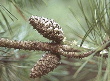 lodgepole pine cones