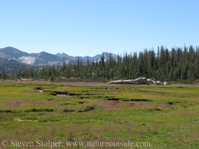 Long Meadow at Sunrise Camp