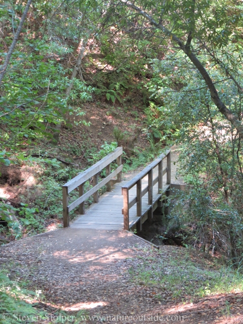 footbridge in forest