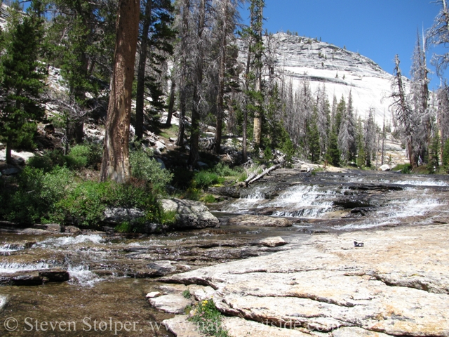 The creek provided water for wildflowers and trees to root on the granite