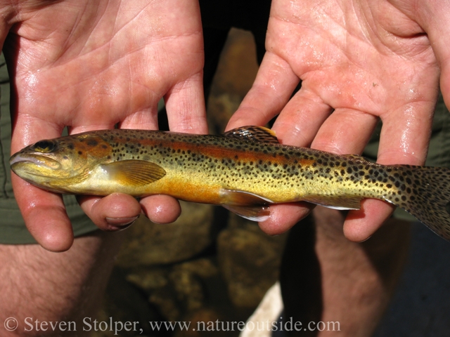 Golden Trout caught by Ranger James