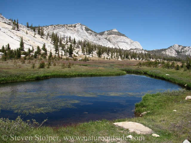 The pond in the meadow contained trout