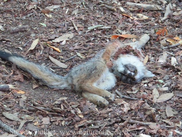 Grey Fox (Urocyon cinereoargenteus)