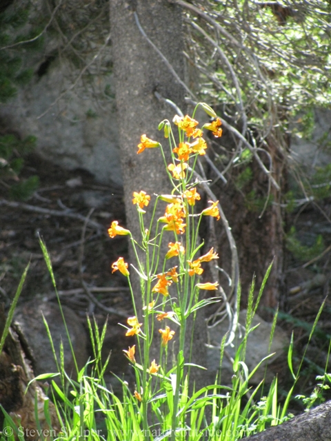 Bush Monkeyflower (Mimulus aurantiacus) and other wildflowers decorated our journey
