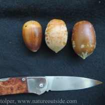 Tanoak acorns and Valley Oak acorn