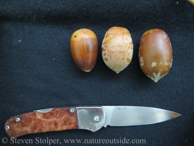 Tanoak acorns