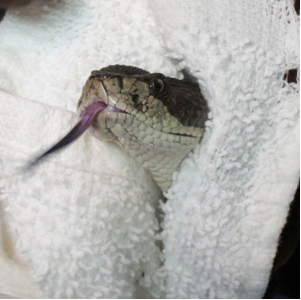 rattlesnake in towel