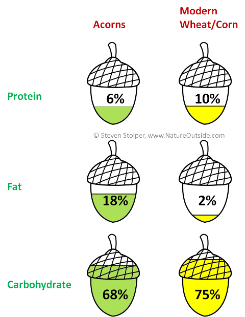 Comparison of Acorn nutrition to wheat