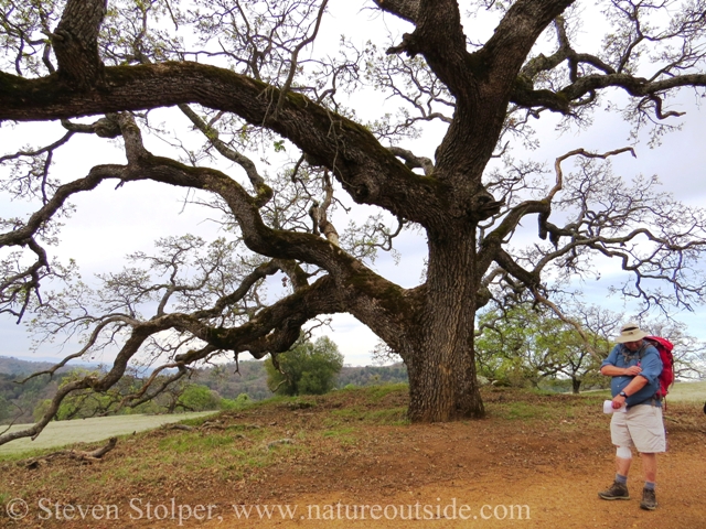 Hiker and oak tree in grassland