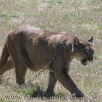 Captive mountain lion (Puma concolor)