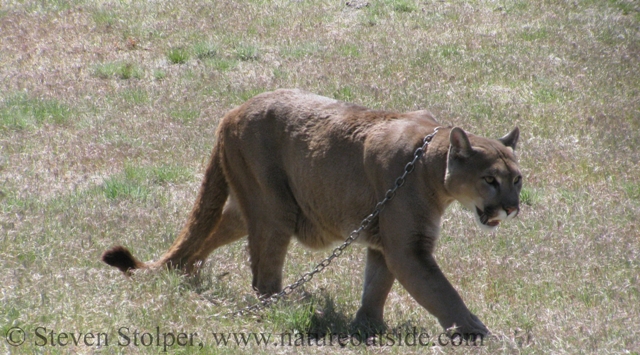 Captive mountain lion (Puma concolor)