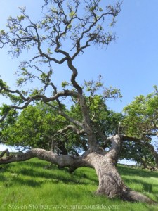 Valley Oak on Hillside