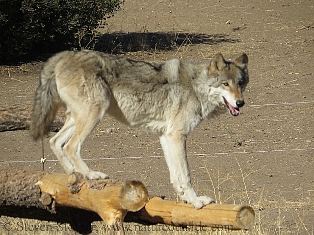 wolf on fallen tree