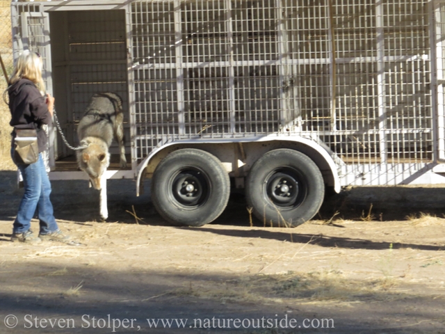 The wolves were eager and excited to enter the area we prepared