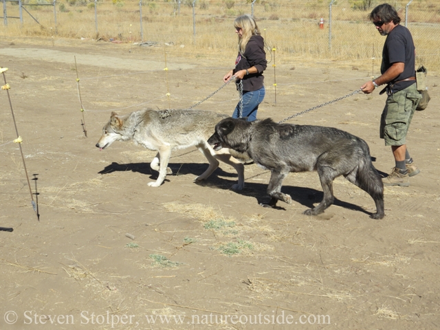 The wolves were eager and excited to enter the area we prepared