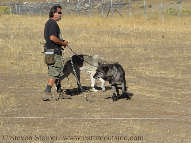 wolves circling chris