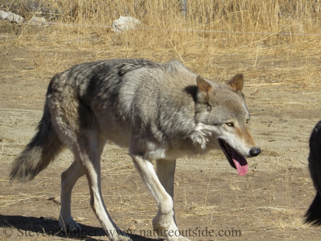 wolf slow walk