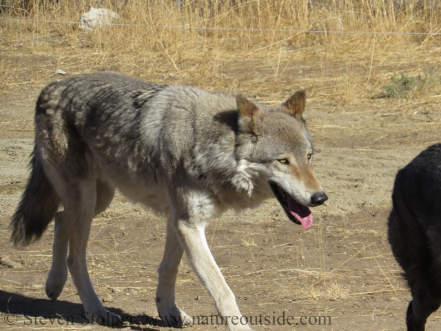 wolf slow walk