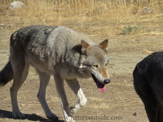 wolf slow walk