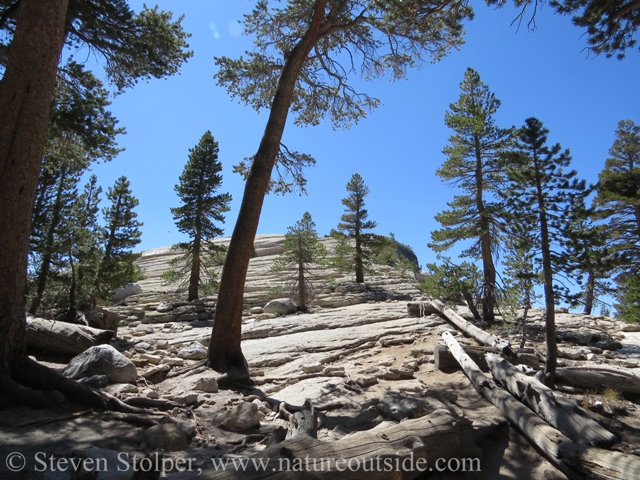 Hiking through lodgepole pines growing in duff on the granite