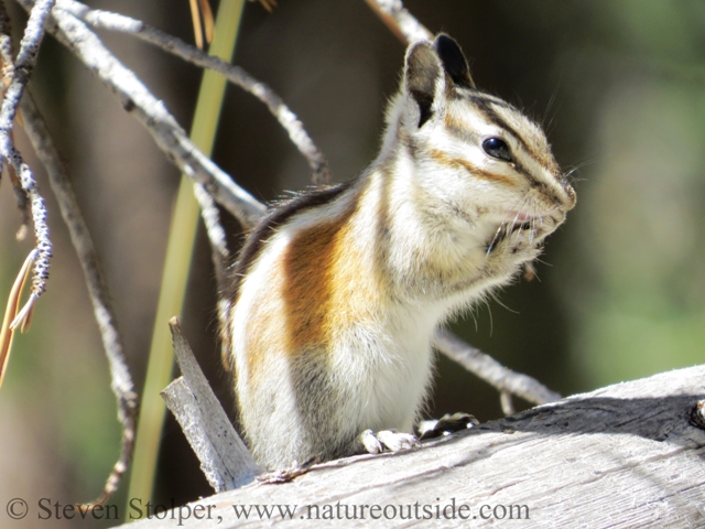 Alpine chipmunk (Tamias alpines)